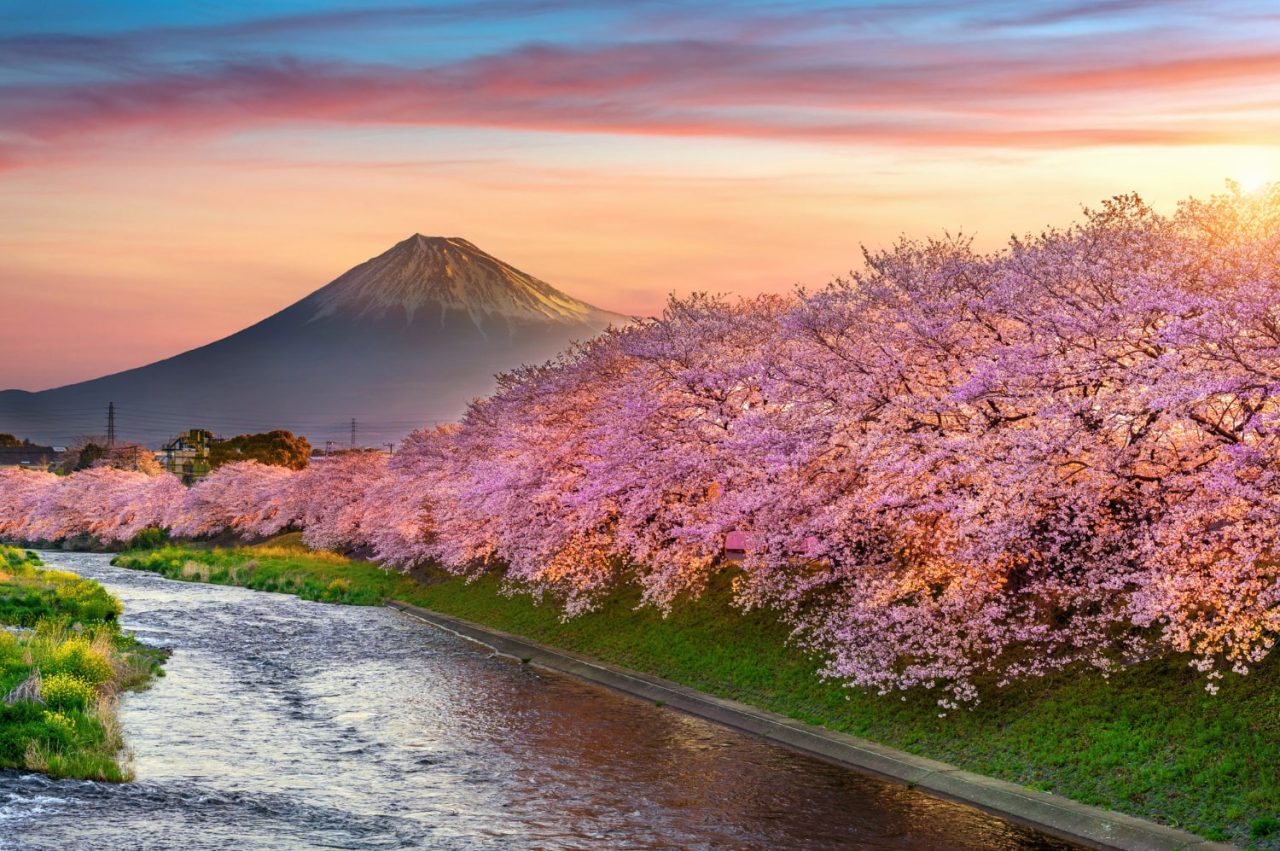 Hanami: tradiția japoneză a admirării florilor de cireș